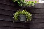 vibia campana hanging basket 26cm anthracite